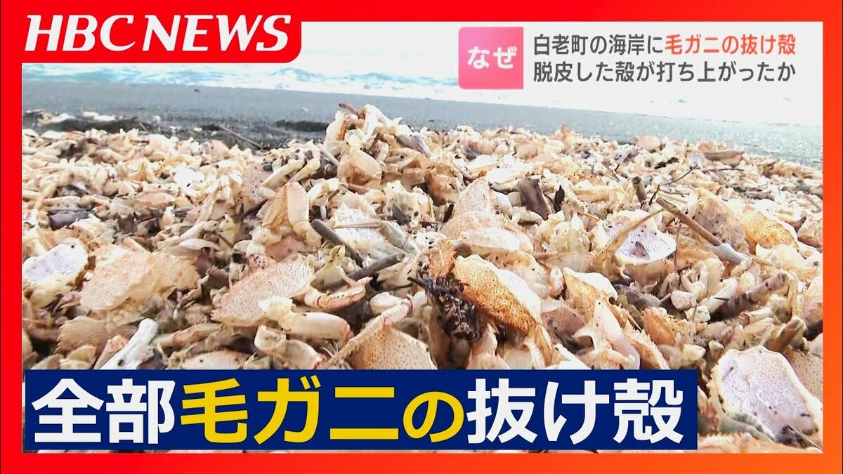 海岸に毛ガニの大量の抜け殻…浅瀬で脱皮した殻が打ち上がったか 小さい