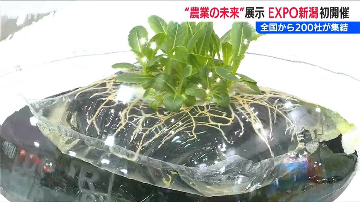 サムネイル_人手不足解消へ“無人田植え機”に“土を使わない”トマト栽培? 新潟の“農業のミライ”が勢ぞろい『AGRI EXPO新潟』開幕 販路は国内から世界へ