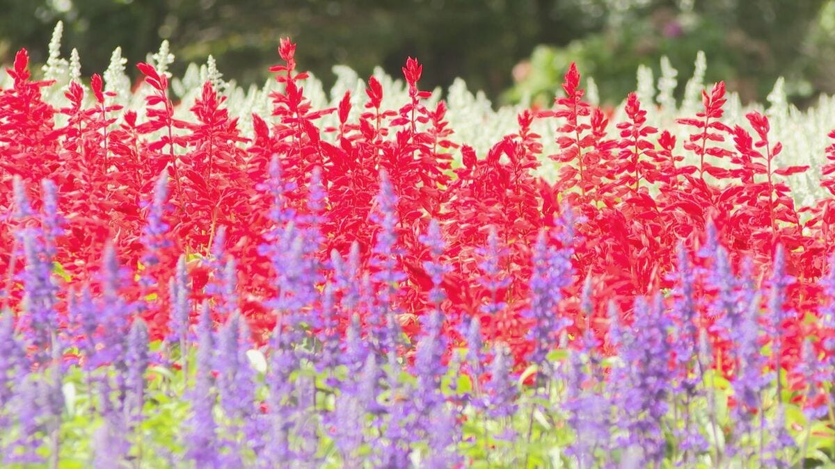 標高850mの高原は一足早い秋の気配　涼風そよぐ花畑…4万本のサルビアと5万本の千日紅が見ごろ