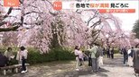 「暖かいのでみんなで楽しめれば」きのう“桜の満開”発表の仙台　花見客でにぎわう|TBS NEWS DIG