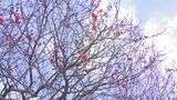 桜の開花予想発表 大分は「3月24日」去年より6日早く、平年と同じ 梅の花ほころぶ | 大分のニュース|OBS NEWS|大分放送