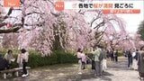 「暖かいのでみんなで楽しめれば」きのう“桜の満開”発表の仙台　花見客でにぎわう|TBS NEWS DIG