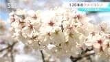 天龍村の公園 ソメイヨシノ120本が見ごろに 4月初旬まで楽しめそう 長野|TBS NEWS DIG