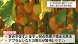 ドッジボールをしていた児童5人含む県内で10人が熱中症疑いで搬送 えびの市で35℃超の「猛暑日」など宮崎県内は厳しい暑さ続く 作物被害を心配する声も | MRTニュース | MRT宮崎放送