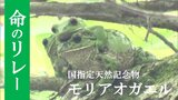 【映像】四季カメラ 平伏沼の神秘 モリアオガエル(福島県川内村) | 福島のニュース│TUF