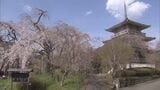 樹齢約300年　五ヶ瀬・浄専寺のしだれ桜が満開　宮崎県指定天然記念物　|　MRTニュース ｜ ＭＲＴ宮崎放送