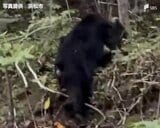 「市道上にクマがいる」浜松市浜名区でクマ1頭が目撃される 現場周辺では目撃情報が相次ぐ | 静岡のニュース | SBSNEWS | 静岡放送