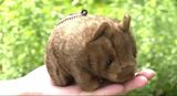 1年2か月ぶりの販売再開に長い列　クリっとした目が大人気！　茶臼山動物園のウォンバットのボールチェーン　（長野）|TBS NEWS DIG