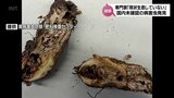 国内未発見の病害虫・コウモリガ科の一種が宮崎県内で初確認 専門家は「現状は生息していない」と推測 | MRTニュース | MRT宮崎放送