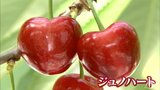 「青森の宝物」ハート型のサクランボ「ジュノハート」ハウスもの収穫　数量限定で販売へ|TBS NEWS DIG