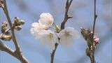 「春が来た」いわき市小名浜でサクラ開花 福島市の標本木もつぼみ膨らむ|TBS NEWS DIG