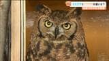 フクロウとミミズクの違いってなに 水族館の入口で「アフリカワシミミズク」首を回してお出迎え【仙台うみの杜水族館】 | 宮城のニュース│tbc NEWS│tbc東北放送