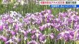 170種・30万本 色とりどりのアヤメが咲き誇る「瓢湖あやめ園」 春先の気温高く見ごろが早めに 新潟・阿賀野市 | 新潟のニュース・天気|BSN NEWS|BSN新潟放送