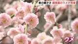 3連休は春の暖かさ　縮景園のウメが見頃　花粉も本格飛散　広島市|TBS NEWS DIG