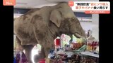 野生のゾウが食料品店で“無銭飲食” お菓子やバナナを食い荒らす【タイ】|TBS NEWS DIG