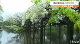 雨に映える白い花 宇和島市「天赦園」のノボリフジ見ごろ | 愛媛のニュース - Nスタえひめ|あいテレビは6チャンネル