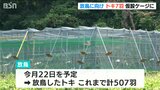 トキの放鳥に向け天敵対策された仮設ケージで7羽を2週間飼育へ　新潟・佐渡市|TBS NEWS DIG