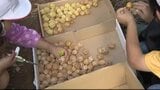 小学生が特産「食用ほおずき」を収穫、地元の道の駅で販売…南国フルーツのような香りが特徴…総合的な学習の一環で、長野・富士見町の遊休農地を活用 | SBC NEWS | 長野のニュース | SBC信越放送