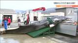 “春を告げるミンククジラ”2年ぶり鮎川港に水揚げ「地元の皆さんが窓から顔を出して見ている」宮城　|　宮城のニュース│tbc NEWS│tbc東北放送