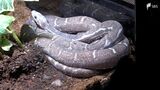 自然の神秘? ウロコのないヘビ 突然変異で誕生 “よろい”のない状態…大切に展示=静岡・河津町 | 静岡のニュース | SBSNEWS | 静岡放送