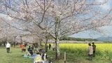 桜の美しさに集う人々　西都市・西都原古墳群と宮崎市・天神山公園|TBS NEWS DIG