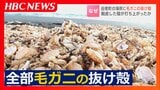 海岸に毛ガニの大量の抜け殻…浅瀬で脱皮した殻が打ち上がったか 小さい毛ガニが例年の数十倍との調査もあり、漁獲量増加への期待膨らむ 北海道白老町 | 北海道のニュース|HBC北海道放送