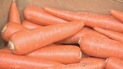 来年1月の野菜価格　主要野菜 平年上回る見通し　農水省| TBS CROSS DIG with Bloomberg