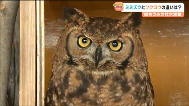レア！アフリカワシミミズク 頭骨　※捕獲データ付 ☆即納☆ レア！アフリカワシミミズク（Spotted Eagle-owl）頭骨 ※捕獲