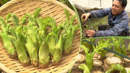 春の味覚「タラの芽」 ハウス栽培に取り組む一戸町の農家を取材 生産者