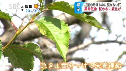 猛暑で桜も夏バテ⁉紅葉のはずが…葉がない 理由は一旦葉を落とし