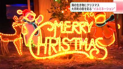 海の生き物にクリスマス 高知県大月町の夜を彩る“イルミネーション