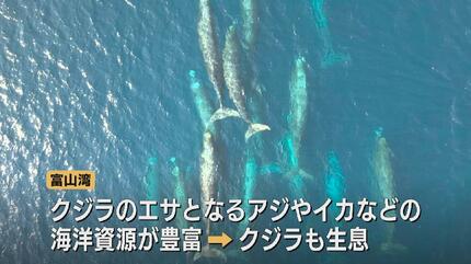 クジラページ 湯煙みたいに上がってんな、クジラか？」富山湾沖合20キロで群れる