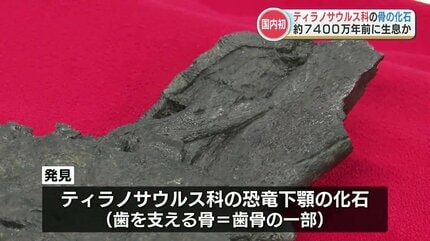日本初「ティラノサウルス科」の骨の化石と断定 肉食恐竜の化石として