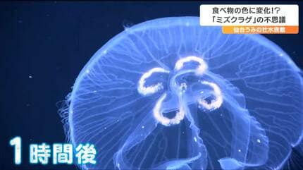 お食事後に体の模様の色が変化「ミズクラゲ」不思議な生態 秘密は「胃