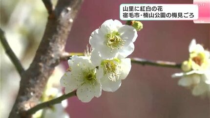 公園で“紅白の梅の花”見ごろ「車を降りた途端、すごく香りが良いなと