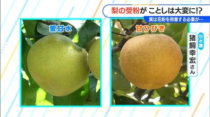 ことし“梨”が食べられなくなってしまうかも！？ 「花粉の輸入禁止」で