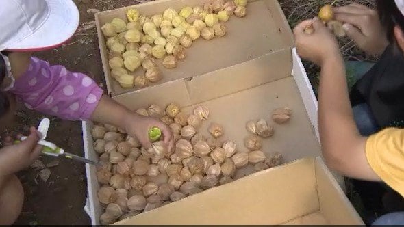 小学生が特産「食用ほおずき」を収穫、地元の道の駅で販売…南国フルーツのような香りが特徴…総合的な学習の一環で、長野・富士見町の遊休農地を活用　|　SBC NEWS | 長野のニュース | SBC信越放送