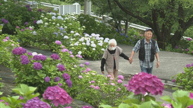 アジサイの名所「響山公園」約3000本が満開　大分・宇佐市|TBS NEWS DIG