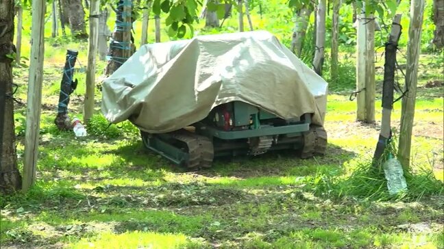 家族が「無人で動く台車」を発見 リンゴ畑に倒れていた85歳の男性 その後に死亡確認 男性は高所作業用の台車でリンゴの実すぐり作業中 青森県弘前市|TBS NEWS DIG