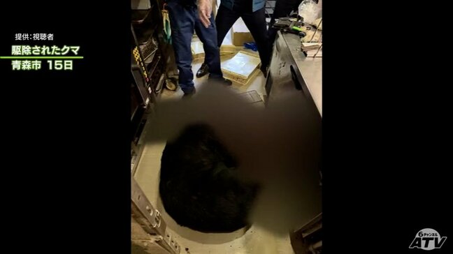 【詳報】青森市がクマ対応の警戒レベルを最高の「3」緊急対策→「1」監視に2段階引き下げ 今週末に市内の小学校のほとんどで予定されている「運動会」への対応は?「予定通り開催されることを願っています」 |TBS NEWS DIG