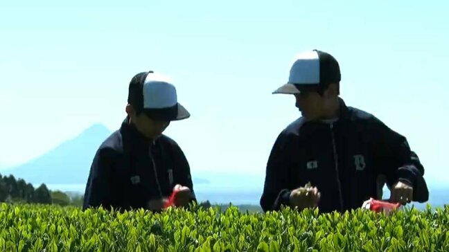 “はしり新茶”産地の鹿児島県枕崎市　中学生が茶摘み体験「家族に飲んでもらいたい」|TBS NEWS DIG