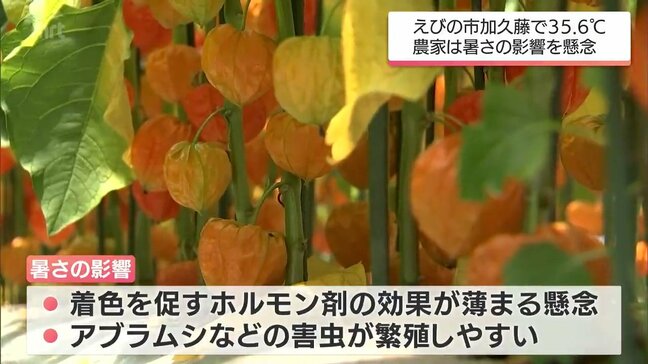 ドッジボールをしていた児童5人含む県内で10人が熱中症疑いで搬送　えびの市で35℃超の「猛暑日」など宮崎県内は厳しい暑さ続く　作物被害を心配する声も|TBS NEWS DIG