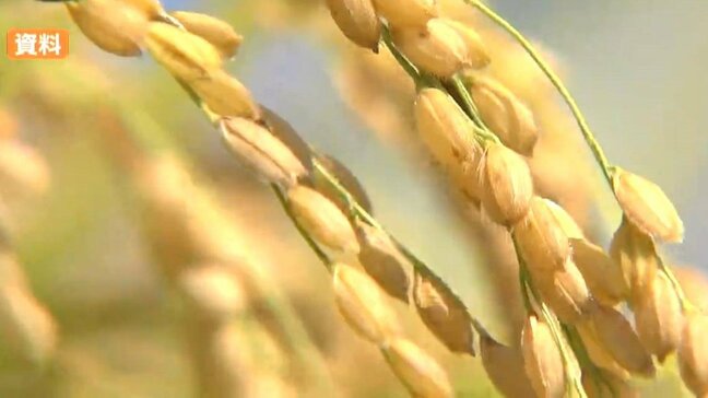 山形県産米が”特A”獲得で全国1位に　鈴木農水相地元の面目躍如　米の食味ランキング発表　つや姫、雪若丸、はえぬきの”特A”に吉村知事も喜びのコメント|TBS NEWS DIG