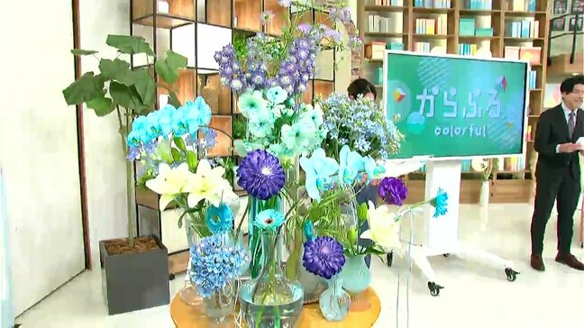 全国シェアの9割を占めるブルースター　花言葉は「信じ合う心」　青、白、ピンク、八重品種などさまざまな色合い　【番組スタジオに高知の花】|TBS NEWS DIG