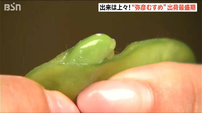 “おいしい夏 ゆっくり味わって！”ブランド枝豆『弥彦むすめ』出荷最盛期　新潟・弥彦村|TBS NEWS DIG