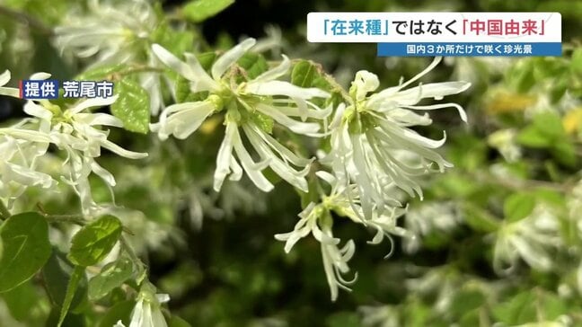 在来種と思っていた「トキワマンサク」が中国由来だった！？　レッドリストから削除・熊本県指定希少野生動植物を解除　それでも…|TBS NEWS DIG