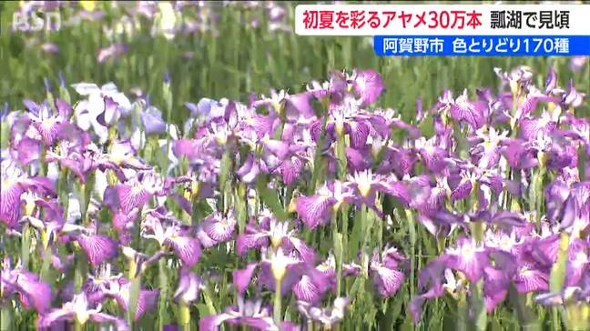 170種・30万本 色とりどりのアヤメが咲き誇る「瓢湖あやめ園」 春先の気温高く見ごろが早めに 新潟・阿賀野市|TBS NEWS DIG