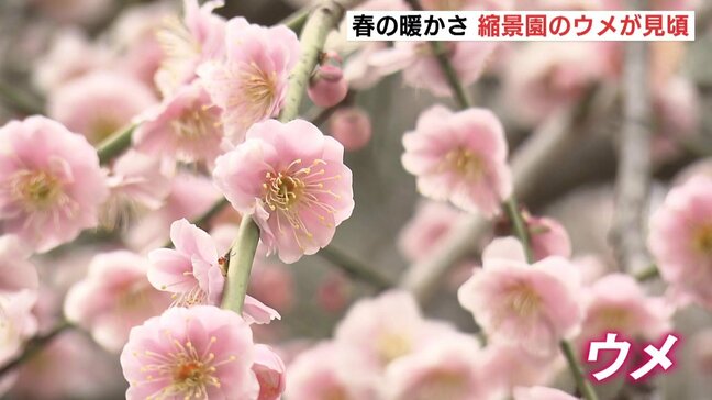 3連休は春の暖かさ　縮景園のウメが見頃　花粉も本格飛散　広島市|TBS NEWS DIG