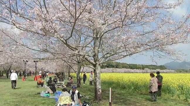 桜の美しさに集う人々 西都市・西都原古墳群と宮崎市・天神山公園|TBS NEWS DIG