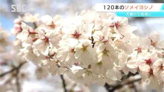 天龍村の公園　ソメイヨシノ120本が見ごろに　4月初旬まで楽しめそう　長野|TBS NEWS DIG